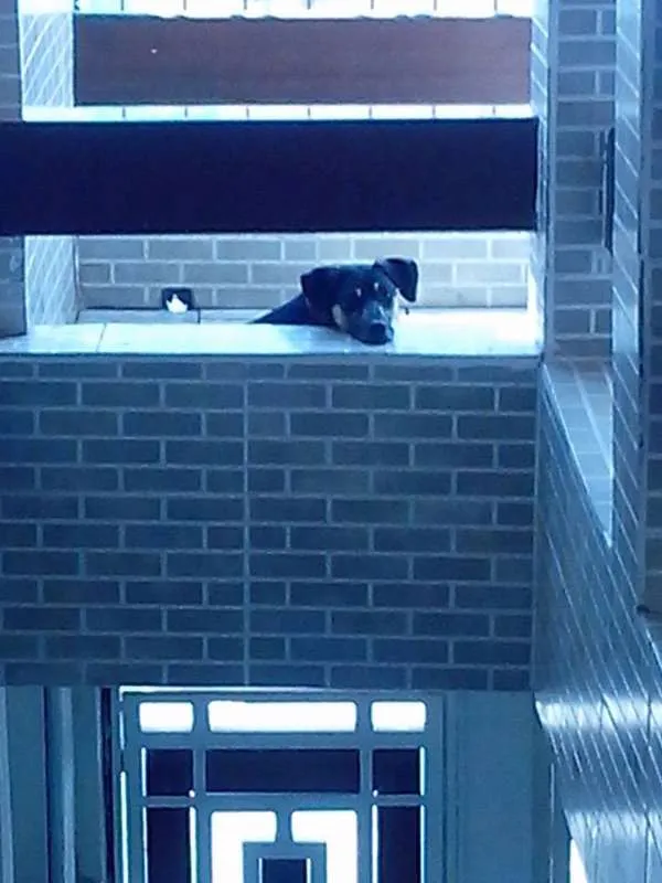 Cachorro ra a SRD idade 3 anos nome NINA