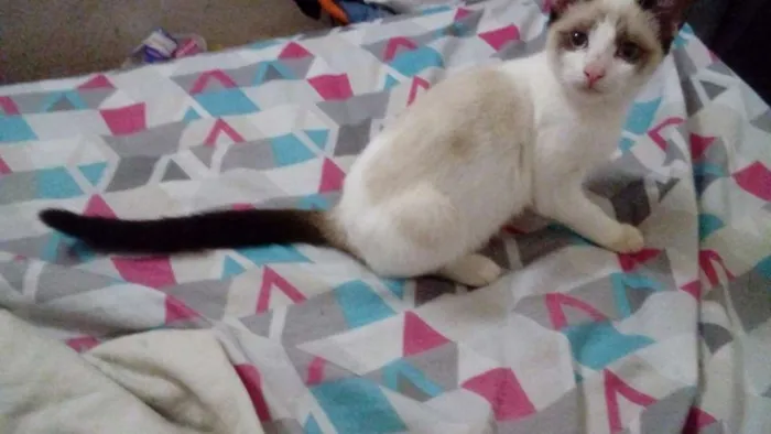 Gato ra a SRD idade 2 a 6 meses nome Lelê 