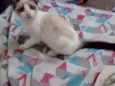 Lelê 