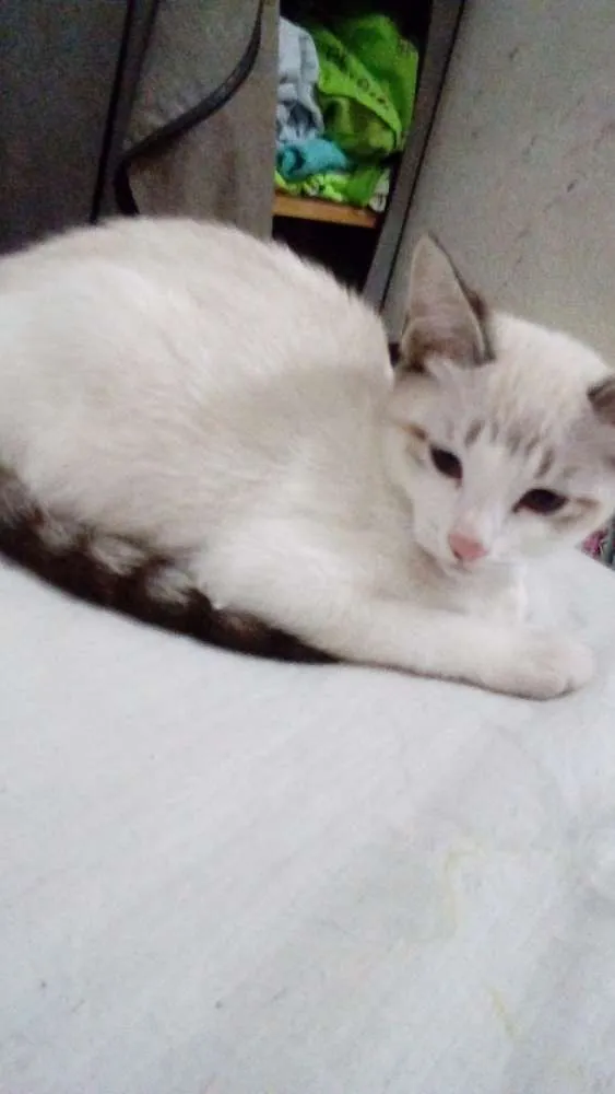 Gato ra a SRD idade 2 a 6 meses nome Pedrita