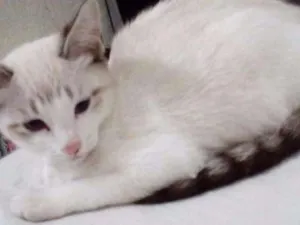 Gato raça SRD idade 2 a 6 meses nome Pedrita