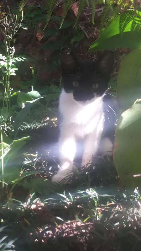 Gato ra a Vira-Lata  idade 7 a 11 meses nome Não possuem nome