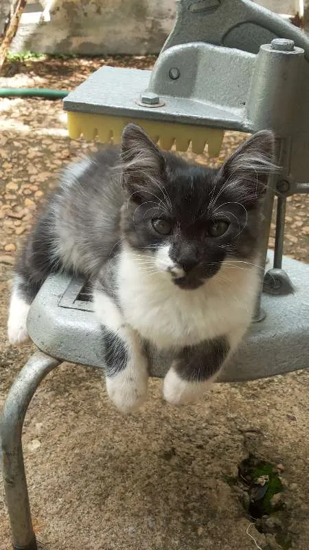 Gato ra a Vira-Lata  idade 7 a 11 meses nome Não possuem nome
