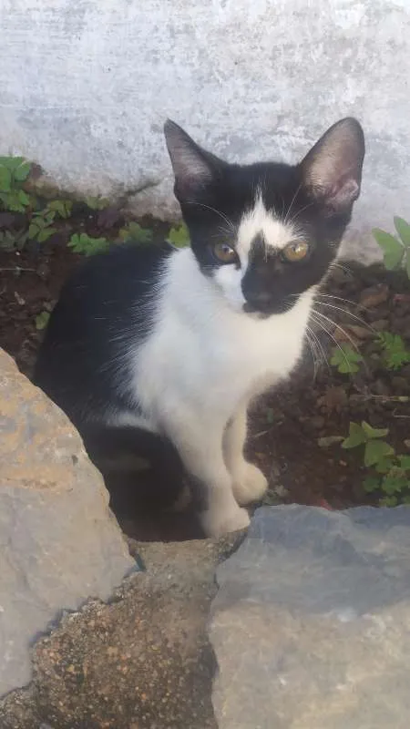 Gato ra a Vira-Lata  idade 7 a 11 meses nome Não possuem nome