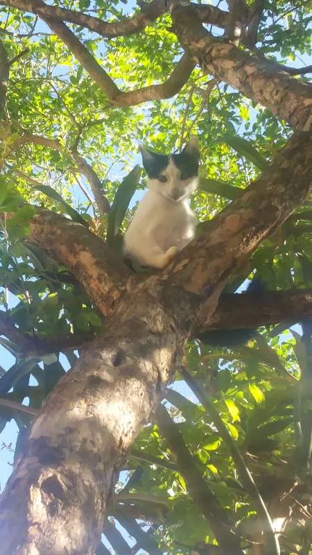 Gato ra a Vira-Lata  idade 7 a 11 meses nome Não possuem nome