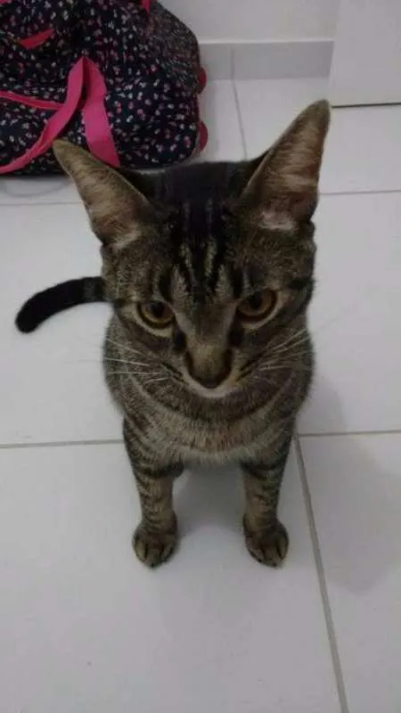 Gato raça SRD idade 1 ano nome Marvin
