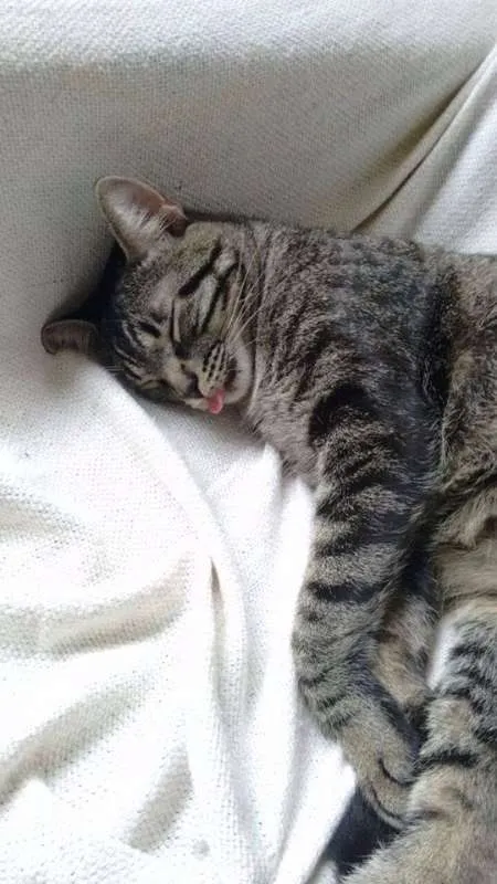 Gato raça SRD idade 1 ano nome Marvin