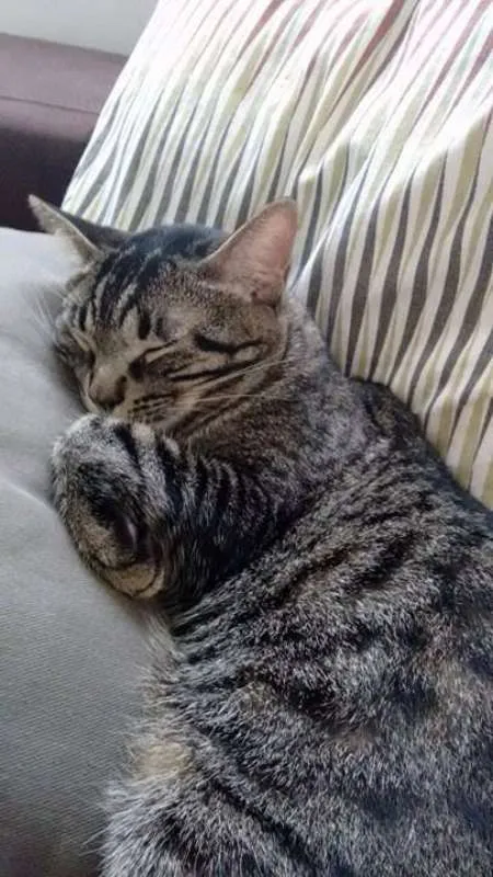 Gato raça SRD idade 1 ano nome Marvin