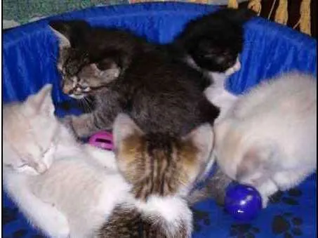Gato ra a  idade 2 a 6 meses nome Frajola