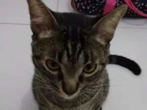 Gato raça SRD idade 1 ano nome Marvin