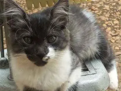 Gato ra a Vira-Lata  idade 7 a 11 meses nome Não possuem nome
