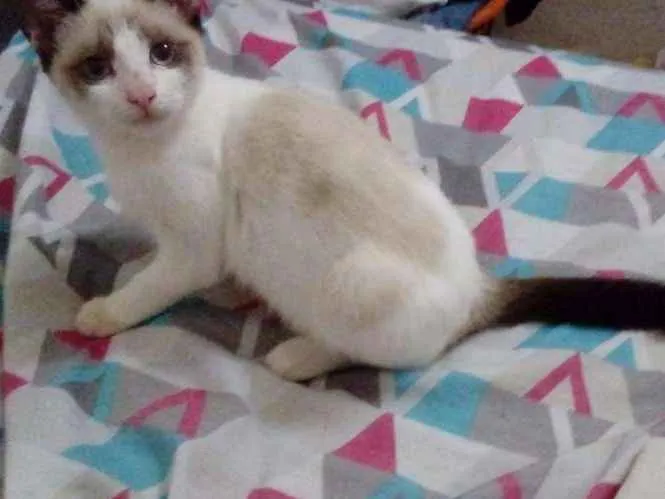 Gato ra a SRD idade 2 a 6 meses nome Lelê 