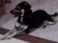 NINA