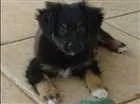 Cachorro raça Sem Raça Definida idade Abaixo de 2 meses nome Tsuki