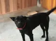 Luci