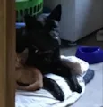 Luci