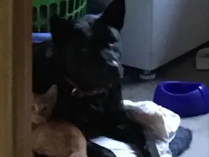 Cachorro raça SR idade 1 ano nome Luci