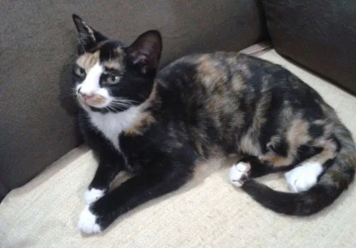 Gato ra a SRD idade 2 a 6 meses nome Pérola
