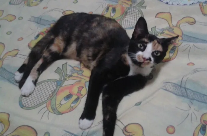 Gato ra a SRD idade 2 a 6 meses nome Pérola