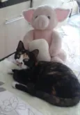 Pérola