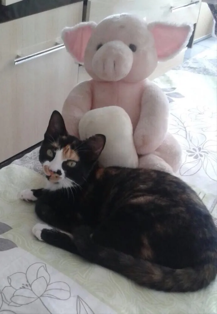 Gato ra a SRD idade 2 a 6 meses nome Pérola