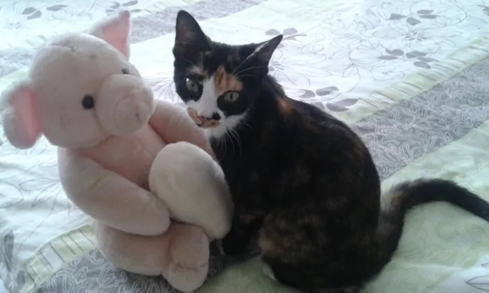 Gato ra a SRD idade 2 a 6 meses nome Pérola