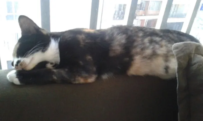 Gato ra a SRD idade 2 a 6 meses nome Pérola