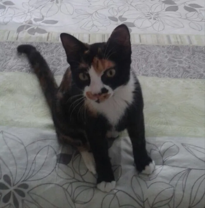 Gato ra a SRD idade 2 a 6 meses nome Pérola