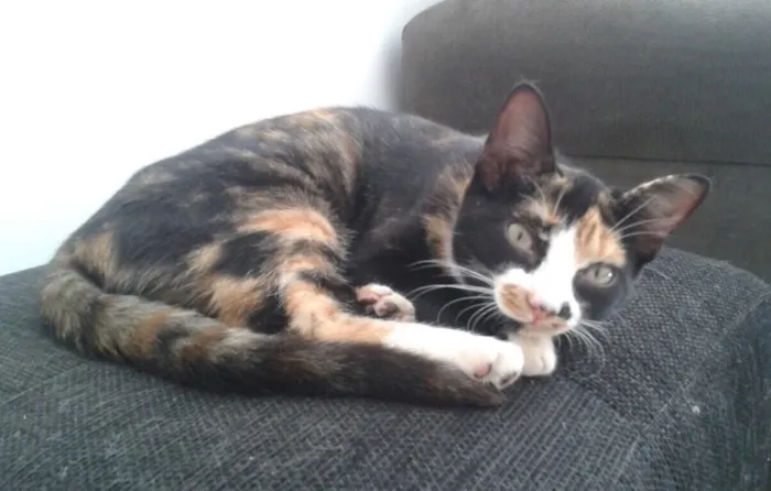 Gato ra a SRD idade 2 a 6 meses nome Pérola
