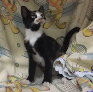 Gato raça SRD idade 2 a 6 meses nome Pérola
