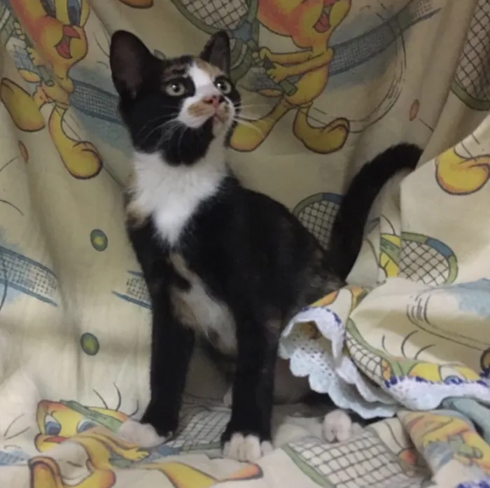 Gato ra a SRD idade 2 a 6 meses nome Pérola