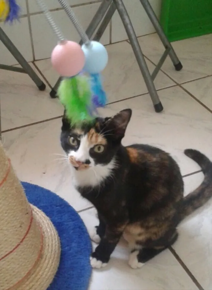 Gato ra a SRD idade 2 a 6 meses nome Pérola