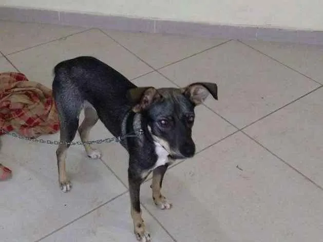 Cachorro ra a RND idade 7 a 11 meses nome Baiduca