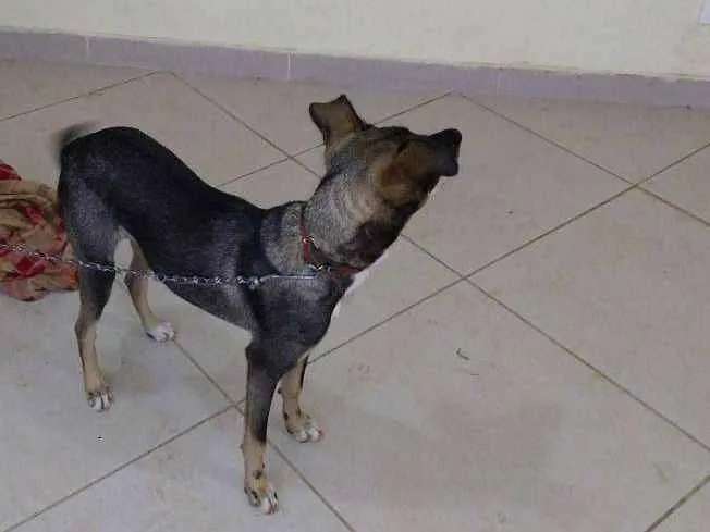 Cachorro ra a RND idade 7 a 11 meses nome Baiduca