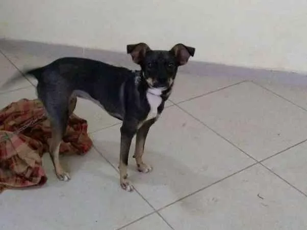 Cachorro ra a RND idade 7 a 11 meses nome Baiduca