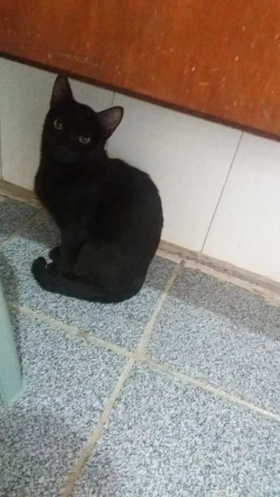 Gato ra a  idade  nome Alicemorfeuthorluadylan