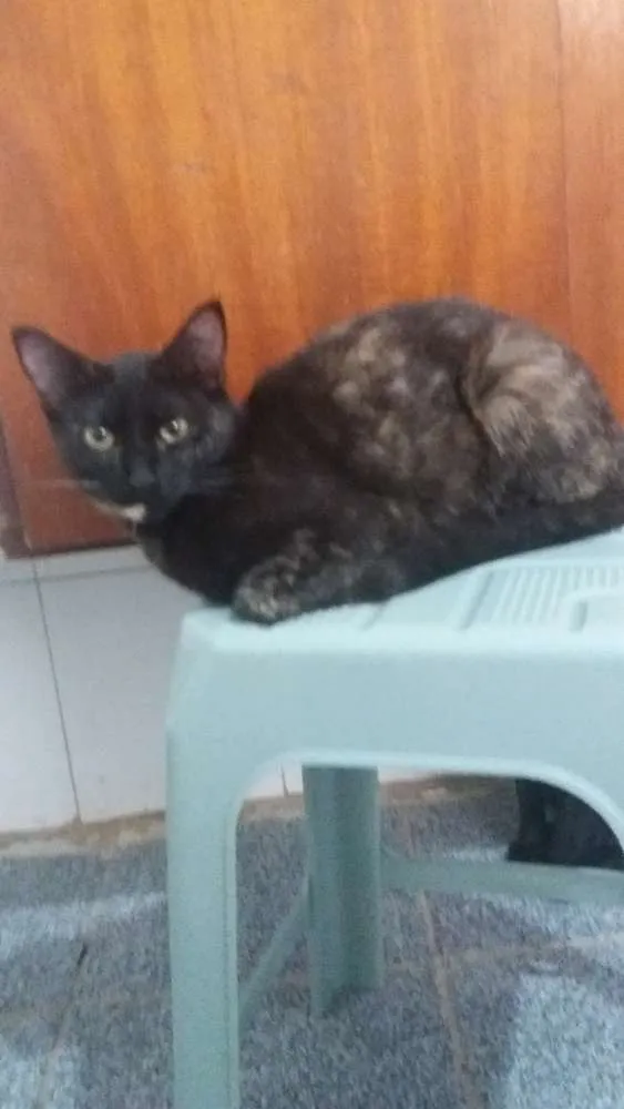 Gato ra a  idade  nome Alicemorfeuthorluadylan