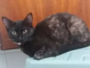 Gato raça  idade  nome Alicemorfeuthorluadylan