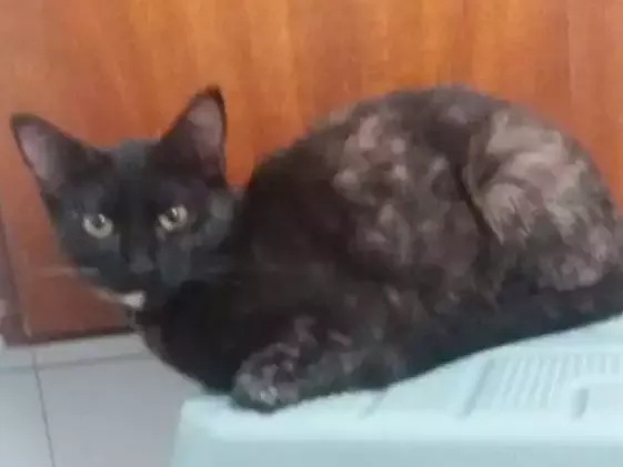 Gato ra a  idade  nome Alicemorfeuthorluadylan