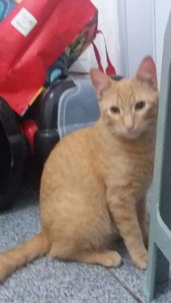 Gato ra a  idade  nome Alicemorfeuthorluadylan
