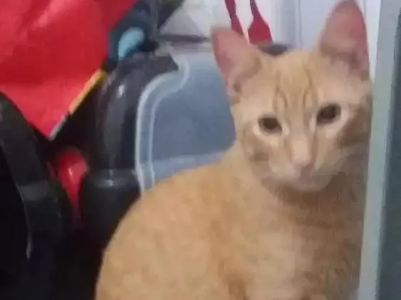 Gato ra a  idade  nome Alicemorfeuthorluadylan