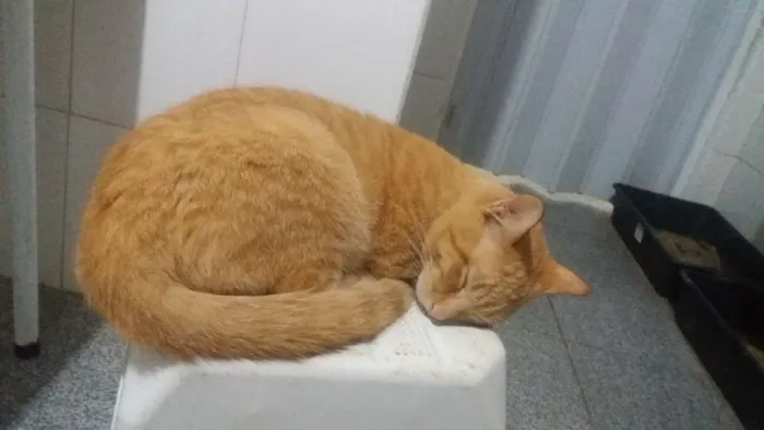 Gato ra a  idade  nome Alicemorfeuthorluadylan
