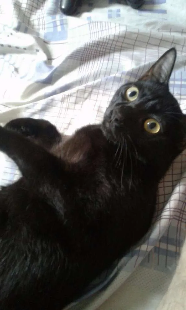 Gato ra a  idade  nome Alicemorfeuthorluadylan
