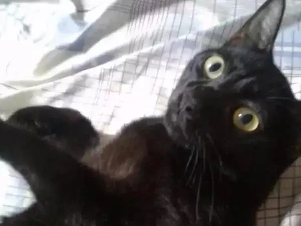 Gato ra a  idade  nome Alicemorfeuthorluadylan