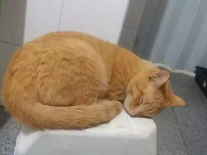 Gato ra a  idade  nome Alicemorfeuthorluadylan