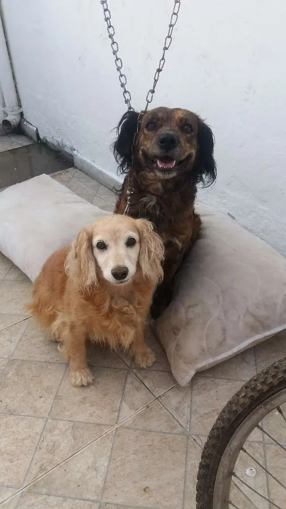 Cachorro ra a  idade 6 ou mais anos nome Mel e duque 