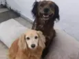 Mel e duque 