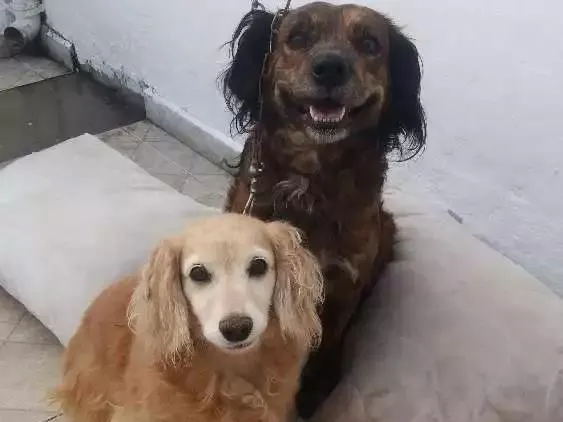 Cachorro ra a  idade 6 ou mais anos nome Mel e duque 