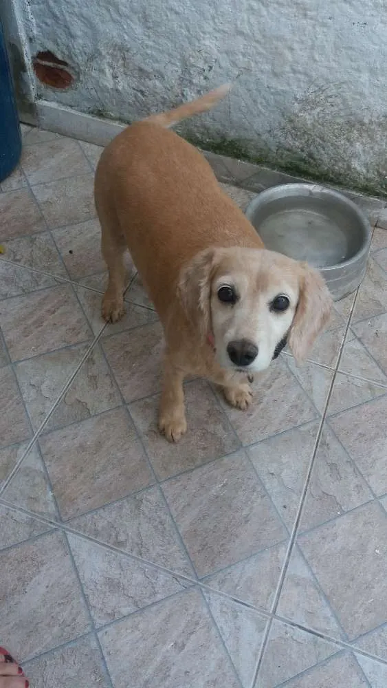 Cachorro ra a  idade 6 ou mais anos nome Mel e duque 