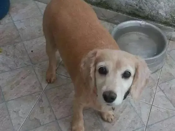 Cachorro ra a  idade 6 ou mais anos nome Mel e duque 